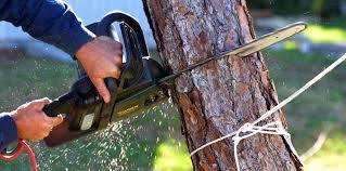 Trusted Lake Wales, FL Tree Removal and Landscaping Services Experts